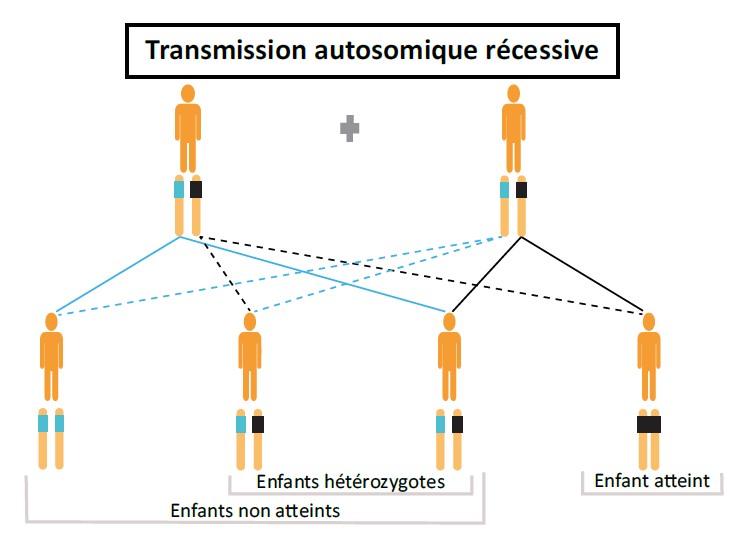 Transmission autosomique récessive